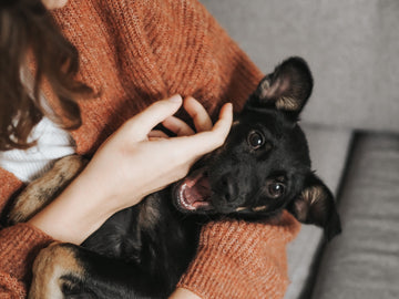 10 Ways Yunnan Baiyao Enhances Postoperative Recovery In Pets