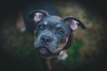 Furry Friends Under the Weather: 10 Most Common Dog Illnesses