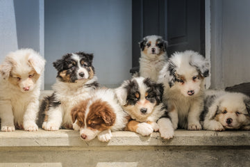 Precautions for Pregnant or Nursing Pets Using Yunnan Baiyao Responsibly
