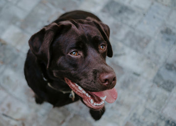 Reishi Mushrooms for Dogs Natural Support for Canine Health Conditions