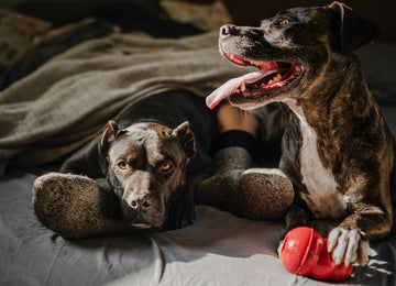 Top 10 Signs of Kidney Failure in Dogs