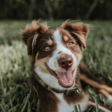 Vital Role of Veterinary Guidance in Using Yunnan Baiyao for Pets' Health