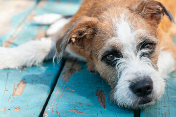 Yakult for Puppies Battling Parvo