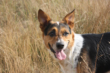 Yunnan Baiyao – It Helps Manage Bleeding In Man's Best Friend