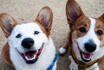 Yunnan Baiyao for Pets A Natural Remedy for Healing and Wellness