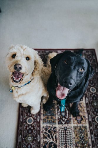 Yunnan Baiyao for Pets A Pet Parent's Guide to Safe Use and Optimal Results