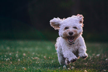 Yunnan Baiyao for Pets Frequently Asked Questions