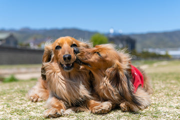 remarkable uses of Yunnan Baiyao for Pets