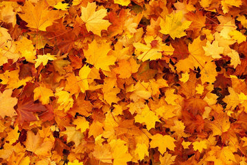 Yien Chiao Chieh Tu Pien for Autumn and Winter