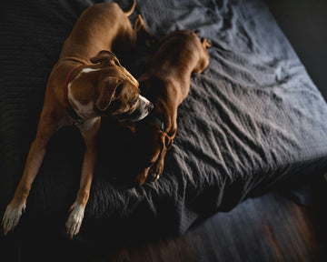 Unraveling Canine Health: A Guide to Common Dog Diseases