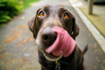 Chinese Herbs: Can They Treat Cancer In Dogs?