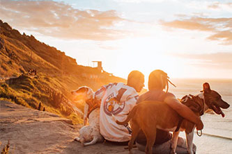 Natural Healing at Its Best 10 Reasons to Choose Yunnan Baiyao for Your Pet