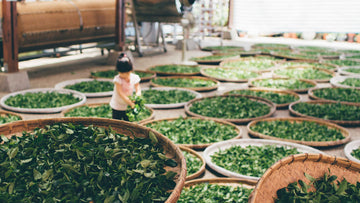 The Top Immunity Boosting & Antiviral Herbs - A Secret Family Recipe From the Vault