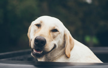 reasons to give your dog reishi mushroom