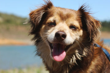 reishi mushrooms for dogs health