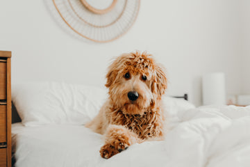 Internal Bleeding in Pets