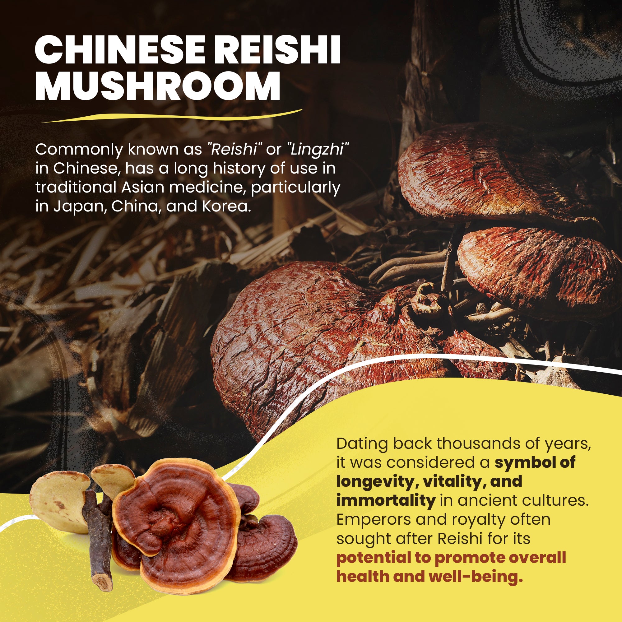 Reishi Mushrooms for Dogs - 50 Vegetarian Lingzhi Capsules per Bottle